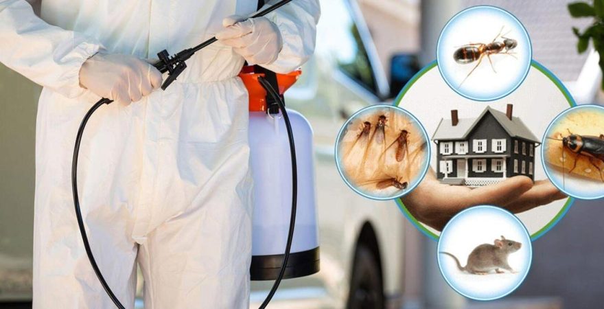 Yumurtalık Böcek İlaçlama