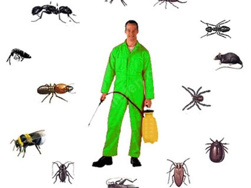 Yumurtalık Böcek İlaçlama